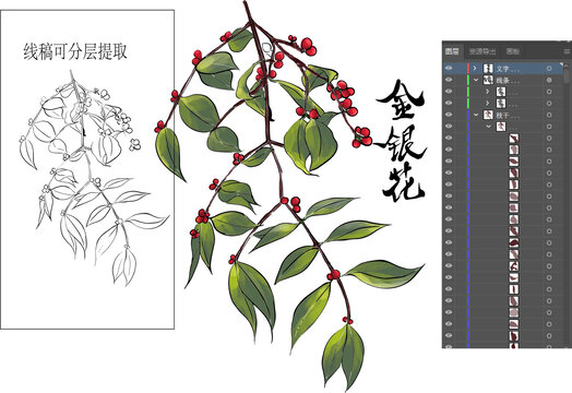 金银花高清矢量图