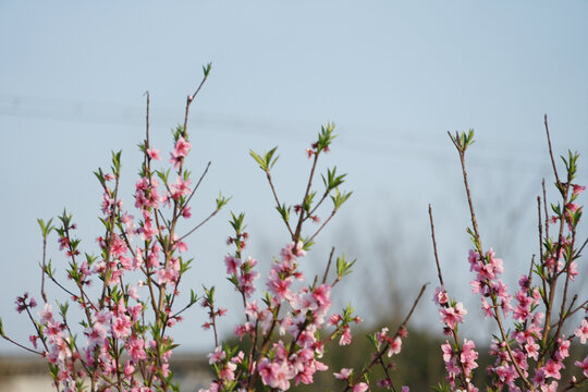 桃花