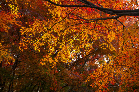 秋天鸡爪槭树叶