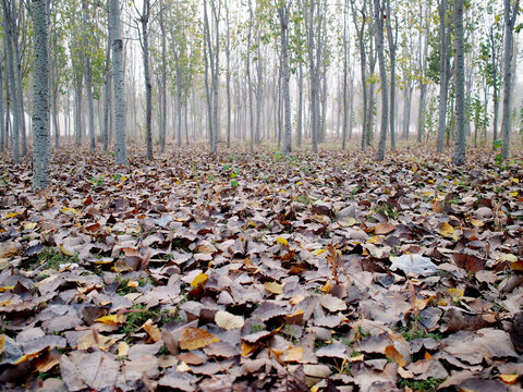 深秋的杨树林