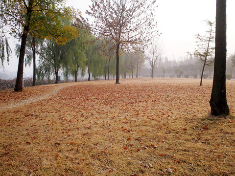 晨雾中的莒南鸡龙河湿地公园