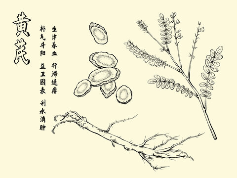 黄芪中药材插画