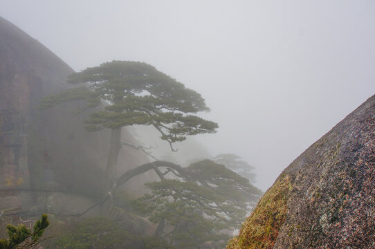 黄山迎客松