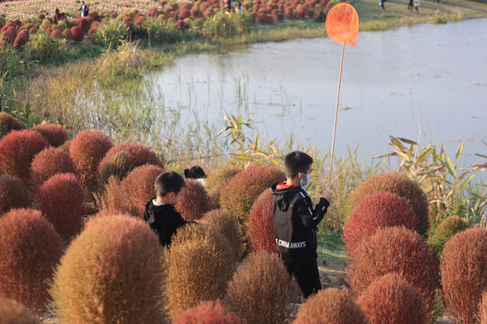 杭州径山花海