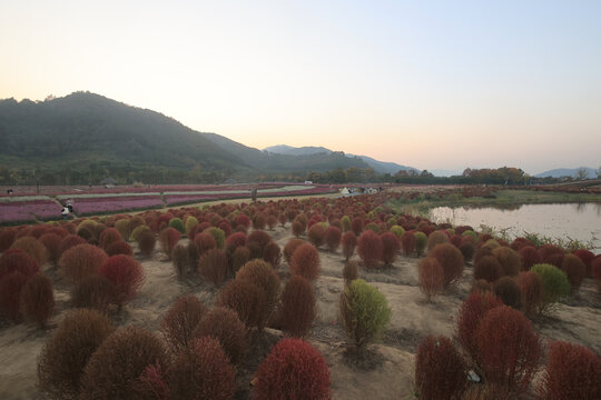 杭州径山花海