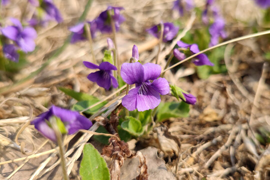 初春盛开的紫花地丁