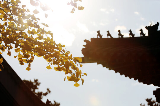 寺院秋天的金黄树叶
