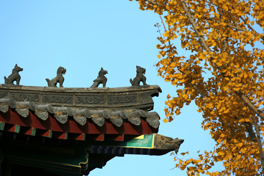 寺院秋天的金黄树叶