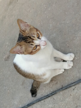 小猫