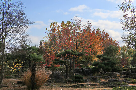 日照植物园秋景
