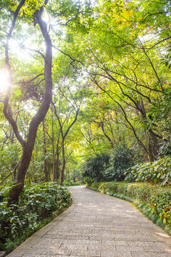 杭州半山国家森林公园山路