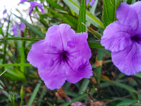 蓝花草