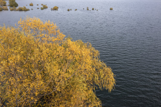 秋天水边的柳树景色