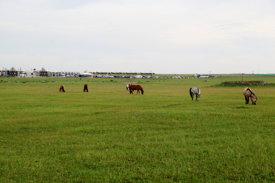 草原牧场