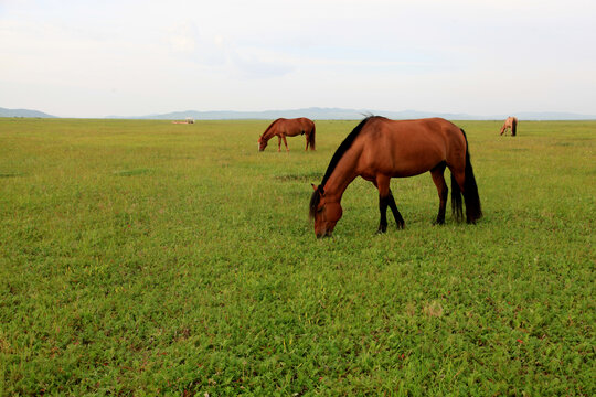 草原上吃草的马