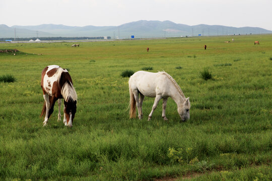 草原上吃草的马儿