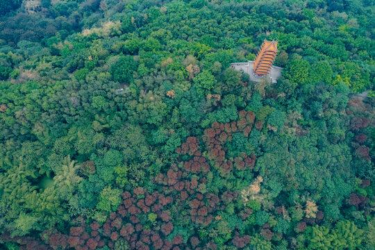 重庆照母山森林公园