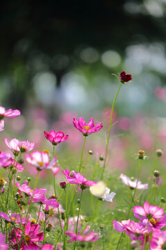 花丛小蜜蜂