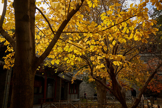 北京市香山公园秋色