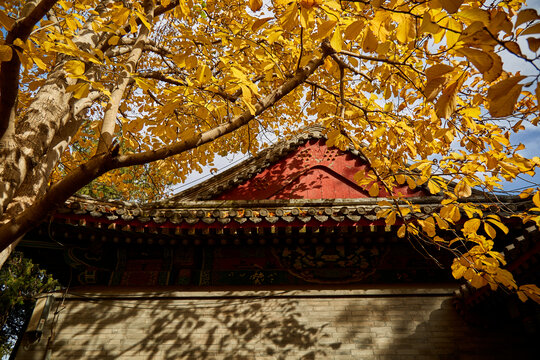 北京市香山公园秋色