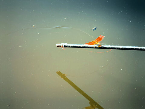 蜻蜓爬在鱼竿上