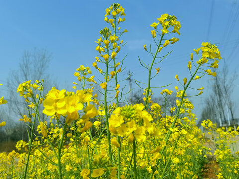 一片油菜花