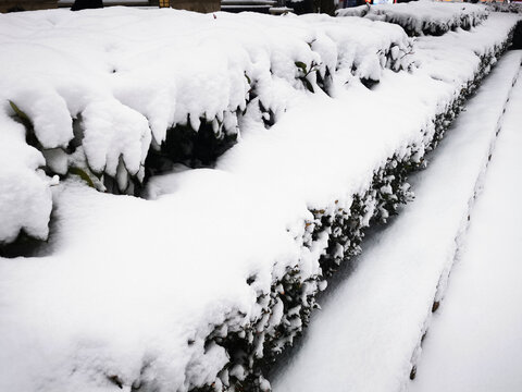 大雪景厚厚的雪