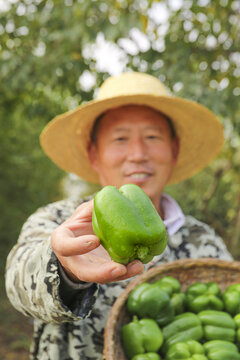 手里拿着新鲜青圆椒