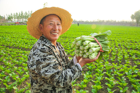 手里拿着广东菜心