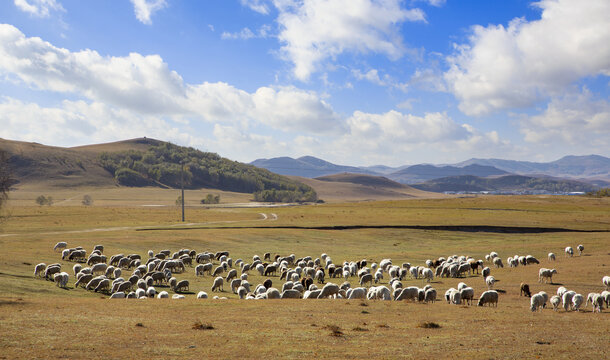 乌兰布统大草原的羊群2