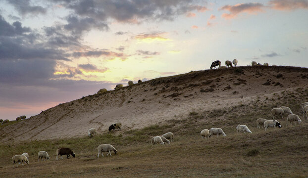 乌兰布统大草原的羊群5