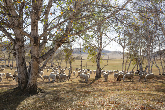 乌兰布统大草原的羊群16