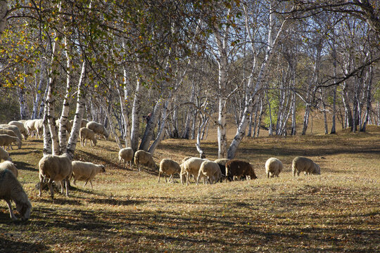 乌兰布统大草原的羊群36