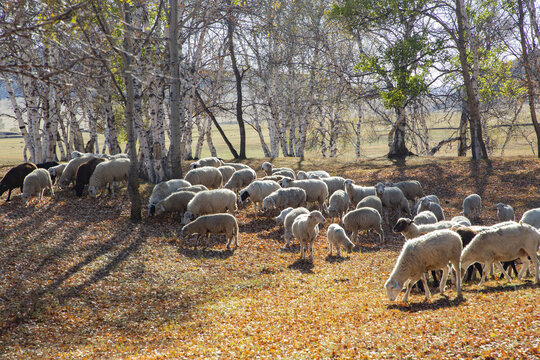乌兰布统大草原的羊群44
