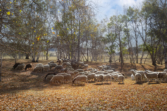 乌兰布统大草原的羊群45