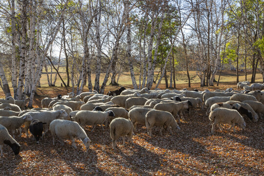 乌兰布统大草原的羊群63