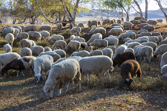 乌兰布统大草原的羊群77