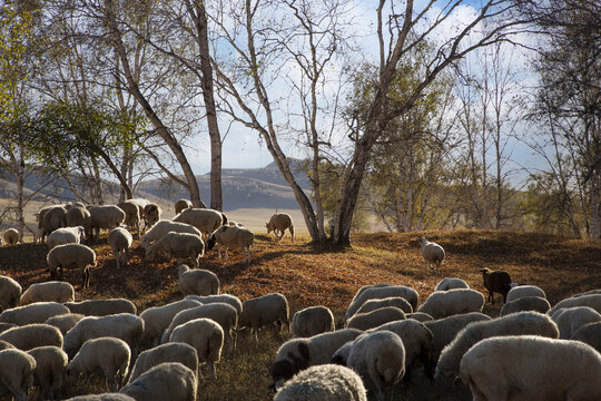 乌兰布统大草原的羊群78