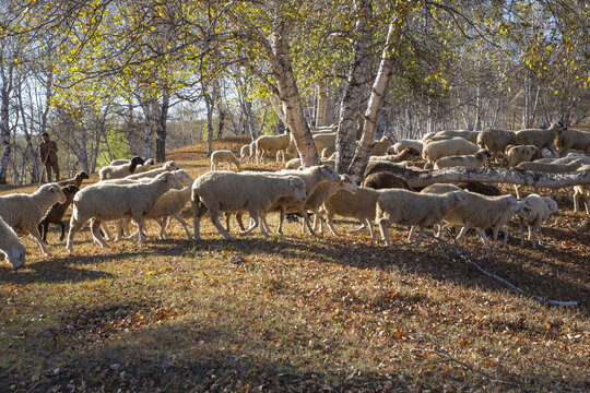乌兰布统大草原的羊群81
