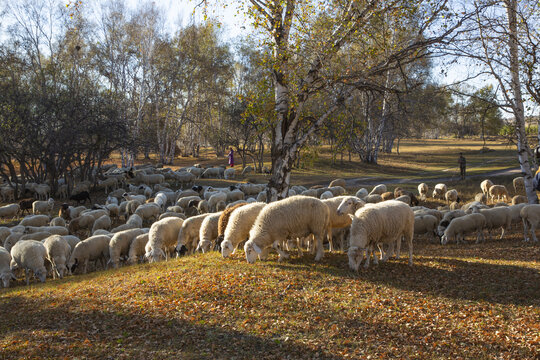 乌兰布统大草原的羊群85