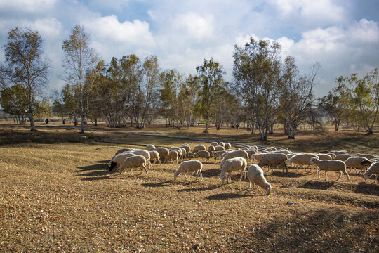 乌兰布统大草原的羊群87
