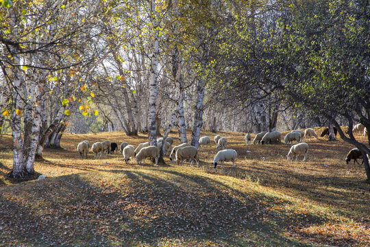 乌兰布统大草原的羊群91