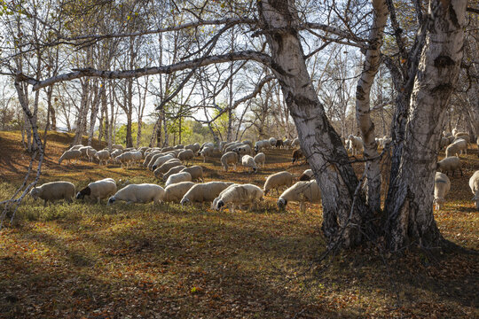 乌兰布统大草原的羊群95