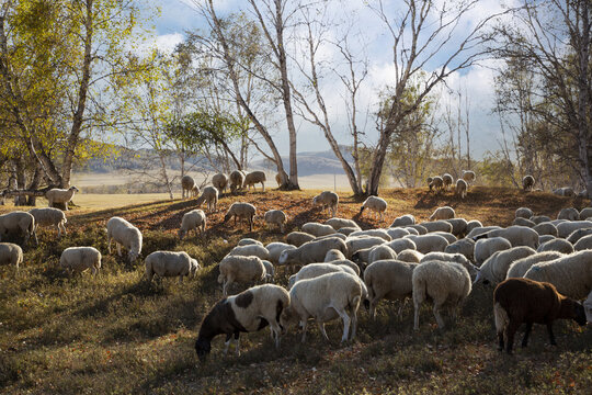 乌兰布统大草原的羊群97