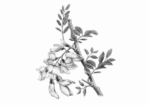 素描槐树
