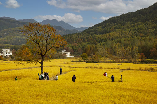 田园风光