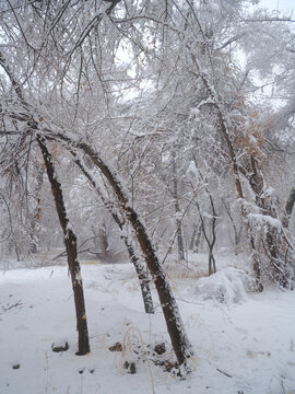 雪景