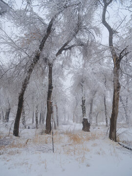 北方的雪