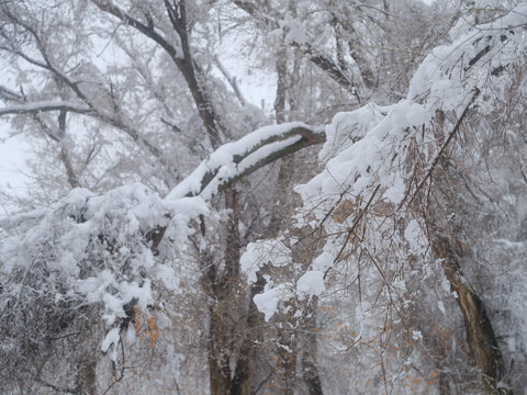 北方的雪