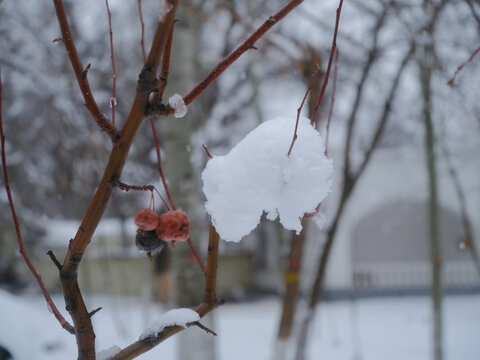 冬雪